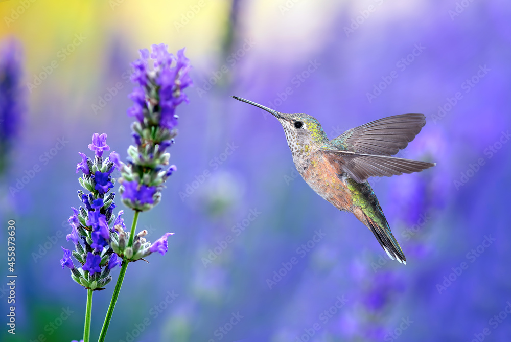 Fototapeta premium Tiny Hummingbirds hovering close to a lavender flower