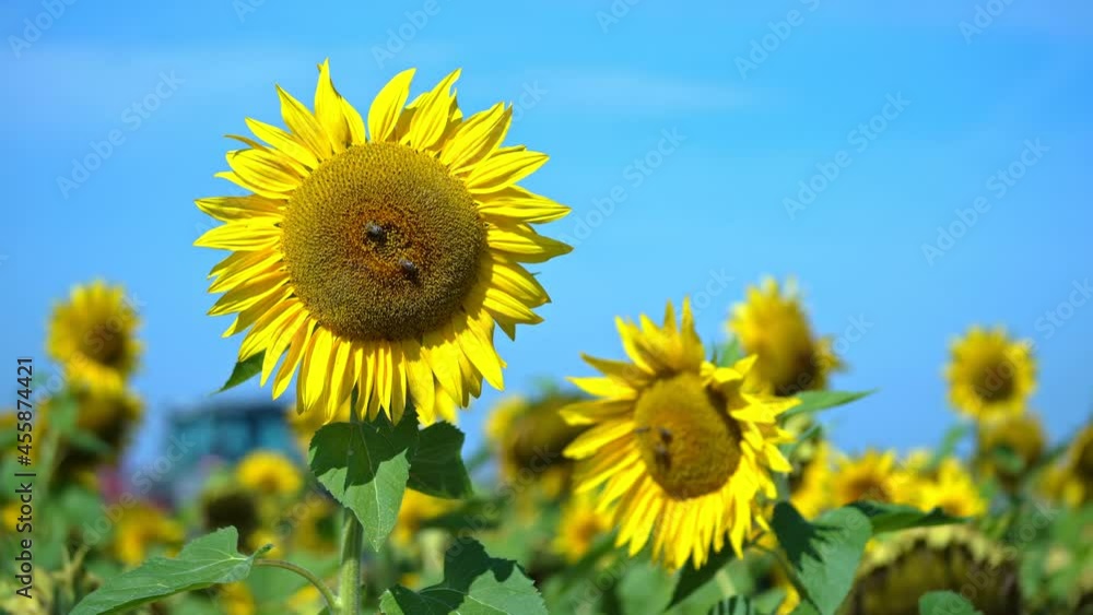 Bees on a sunflower are collecting sweet nectar Bees on a sunflower are collecting sweet nectar