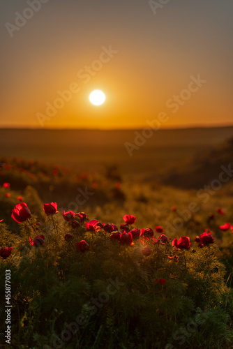 Fototapeta Naklejka Na Ścianę i Meble -  Wild peony is thin leaved Paeonia tenuifolia, in its natural environment against the sunset. Bright decorative flower, popular in garden landscape design selective focus