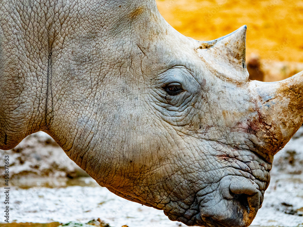 Obraz premium Rhinoceros close up shot . 