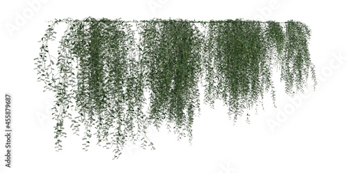 Valokuva Climbing plants creepers isolated on white background 3d illustration