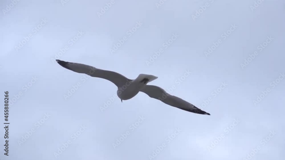 Bird flying against the blue sky. Flock of birds floating on air currents of wind. Big bird soaring over the sea.Slow motion. HD. Bird flying in slow motion against blue sky and clouds. Close-up. Bird flying against the blue sky. Flock of birds floating on air currents of wind. Big bird soaring over the sea.Slow motion. HD. Bird flying in slow motion against blue sky and clouds. Close-up.