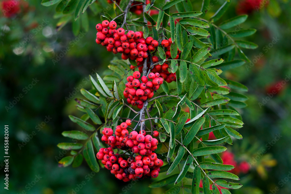 Obraz premium Several bunches of mountain ash on a branch with leaves. Bright green leaves frame the berries. 