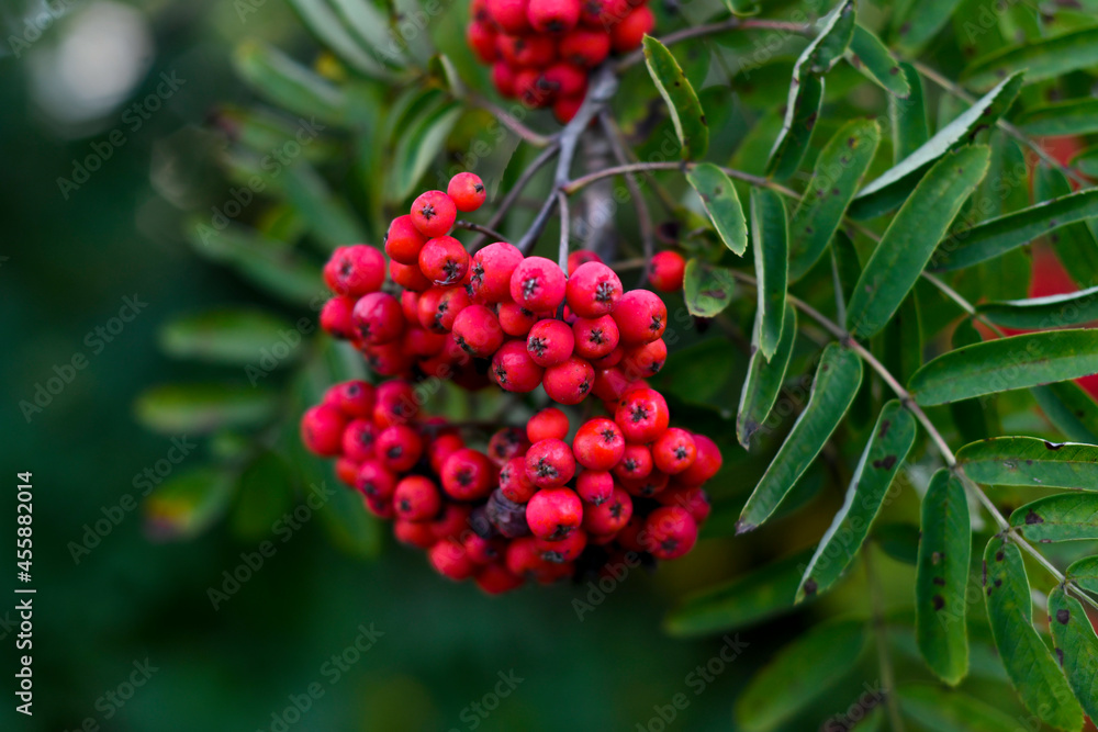 A bunch of rowan berries on a branch with leaves. Bright green leaves frame the berries. A bunch of rowan berries on a branch with leaves. Bright green leaves frame the berries.
