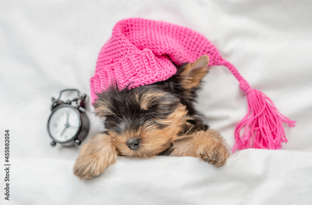 Yorkshire terrier puppy wearing warm hat sleeps with alarm clock under white warm blanket on a bed at home. Top down view Yorkshire terrier puppy wearing warm hat sleeps with alarm clock under white warm blanket on a bed at home. Top down view