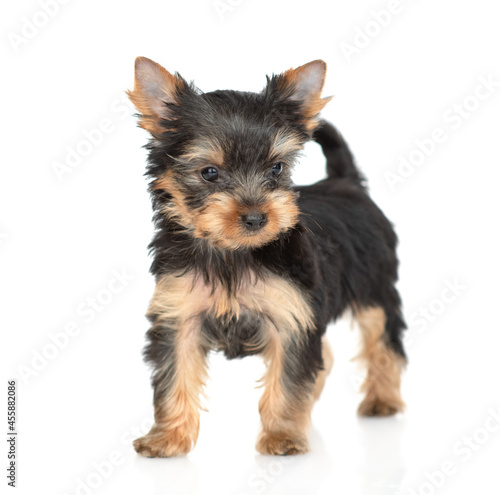 Portrait of a tiny Yorkshire Terrier puppy stands and looks at camera. Isolated on white background
