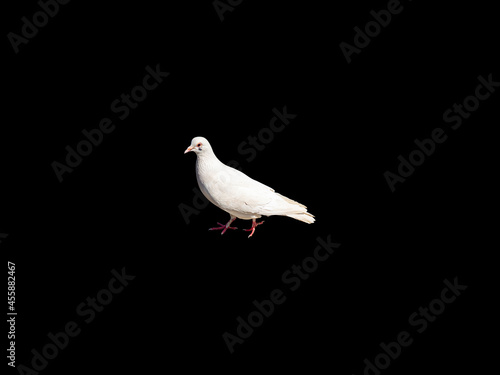 White dove bird isolated on a black background. Feathered birds. White doves. Black background. Pigeon mail. The animal world. Background image.