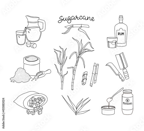 Sugar cane and its products set. Rum, juice and molasses. Vector illustration of the outline