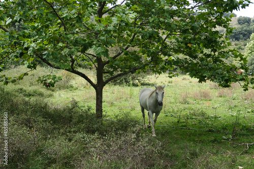 Caballo se sitúa debajo de un árbol mientras pasea por el prado photo