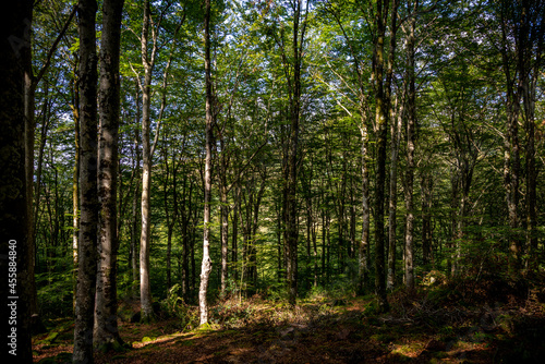 Paisaje de bosque verde oscuro.Hermoso bosque con suelo cubierto de musgo y rayos de sol a trav  s de los   rboles