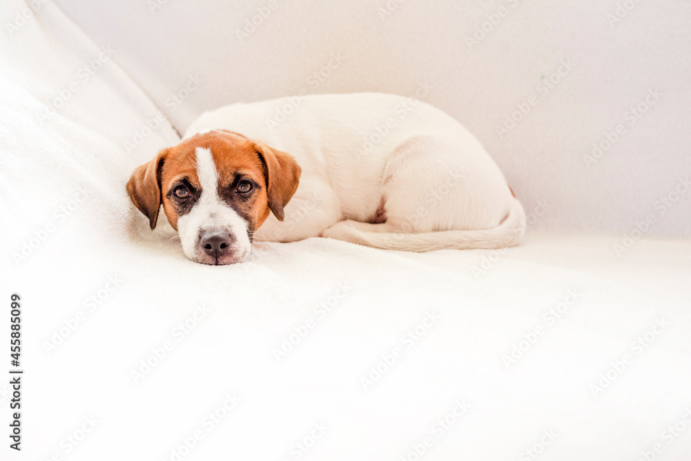 cute puppy jack russell terrier lies on a white sofa, horizontal,