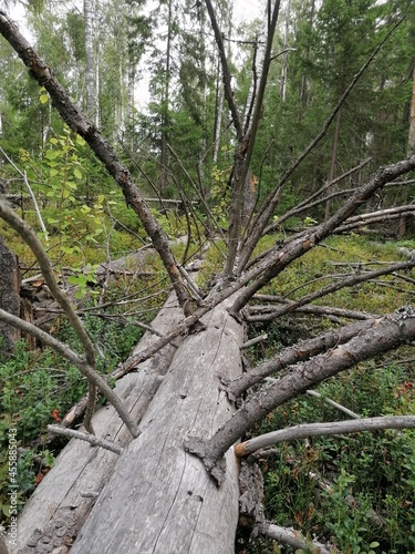 tree in the forest