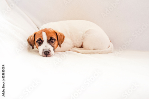 cute puppy jack russell terrier lies on a white sofa, horizontal,