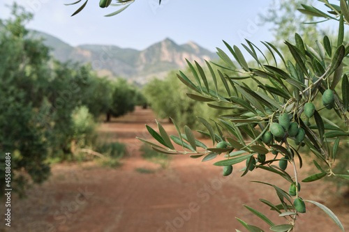 Detail of the branch of an olive tree with green olives, Mediterranean plantations, jaen, spain