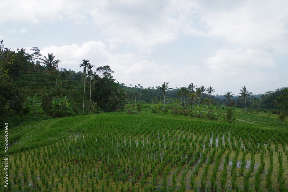 インドネシア　バリ島　世界遺産ジャティルウィのライステラス