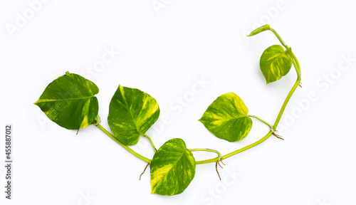 Golden pothos or devil's ivy leaves on white background. photo