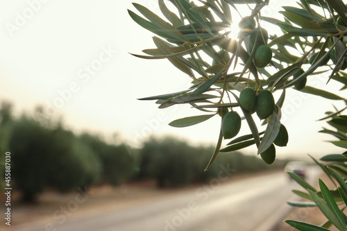 Detail of the branch of an olive tree with green olives, with the sun entering between the branches and in the background a country road surrounded by olive trees, Mediterranean plantations