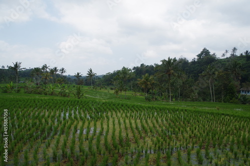 インドネシア バリ島 世界遺産ジャティルウィのライステラス