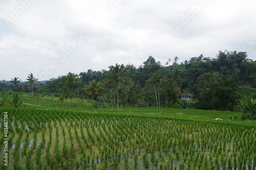 インドネシア バリ島 世界遺産ジャティルウィのライステラス