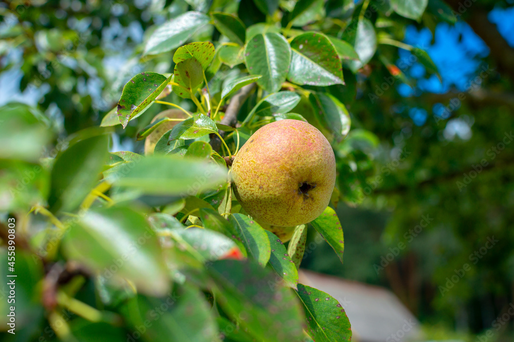 On a branch, among the foliage, one lonely green pear hangs and ripens On a branch, among the foliage, one lonely green pear hangs and ripens
