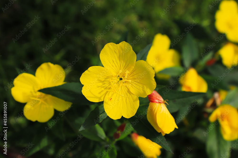Yellow flowers of evening primrose (Oenothera biennis, evening star, sundrop, suncup) in the garden Yellow flowers of evening primrose (Oenothera biennis, evening star, sundrop, suncup) in the garden