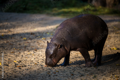 Liberian hippopotamus in zoo park