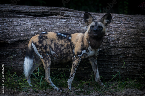 hyena dog in nature park