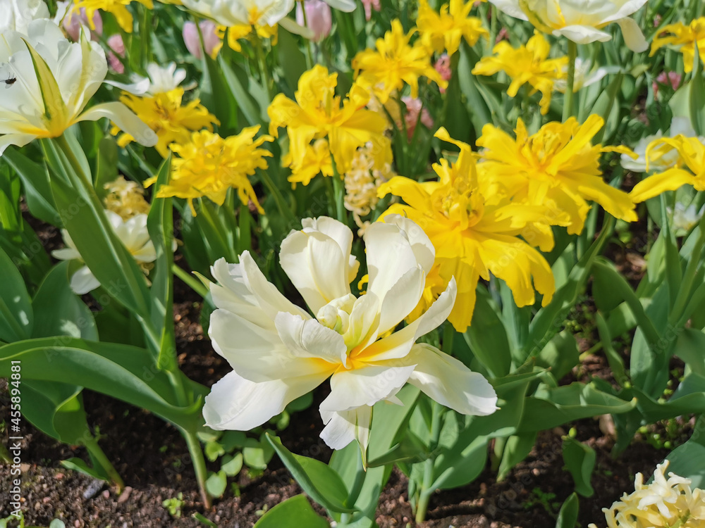 White double tulips with a yellow center on a bed of yellow tulips. The festival of tulips on Elagin Island in St. Petersburg. White double tulips with a yellow center on a bed of yellow tulips. The festival of tulips on Elagin Island in St. Petersburg.
