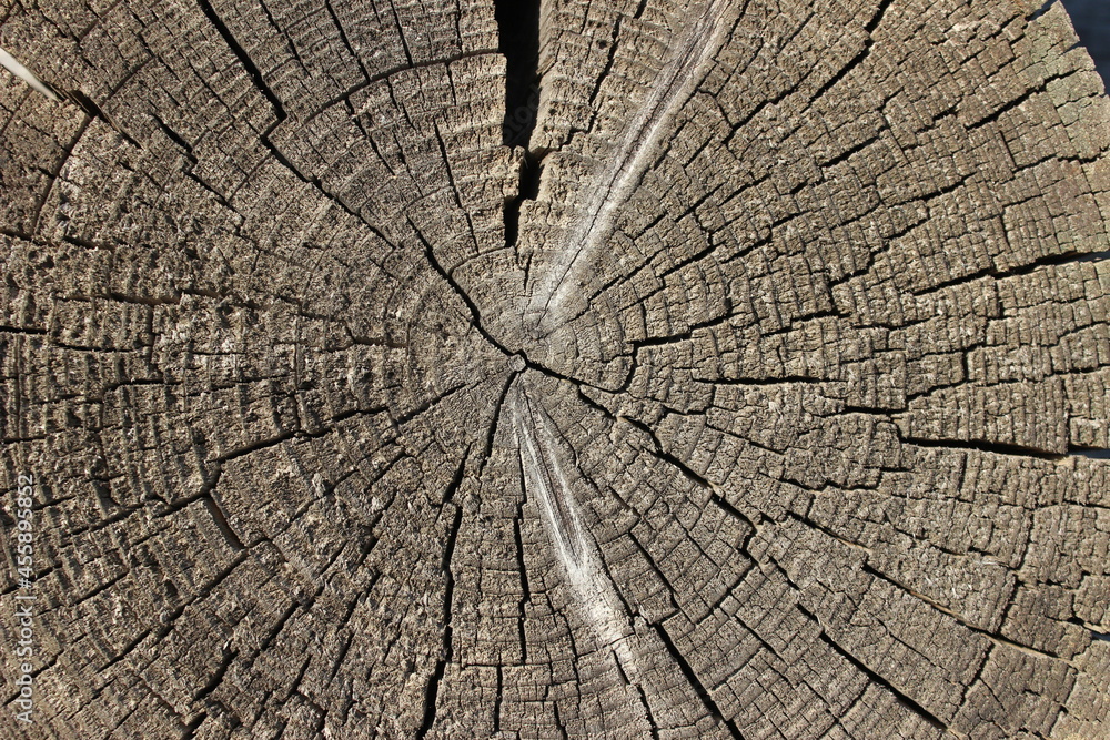 a cut of a gray log in sunny weather