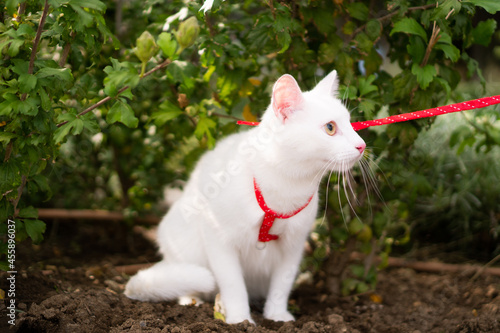 A shot of a white cat walking on a red leash.