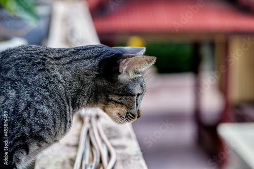 gray tabby cat looking down on the terrace photo