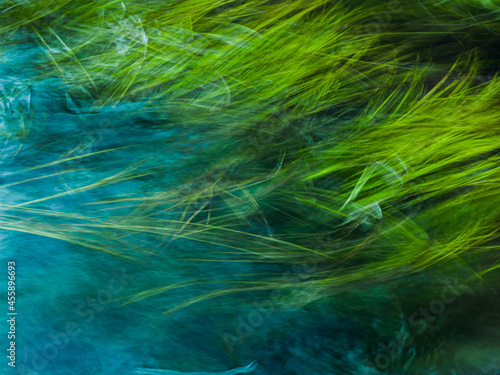 Moving of green grass in the water pond.
