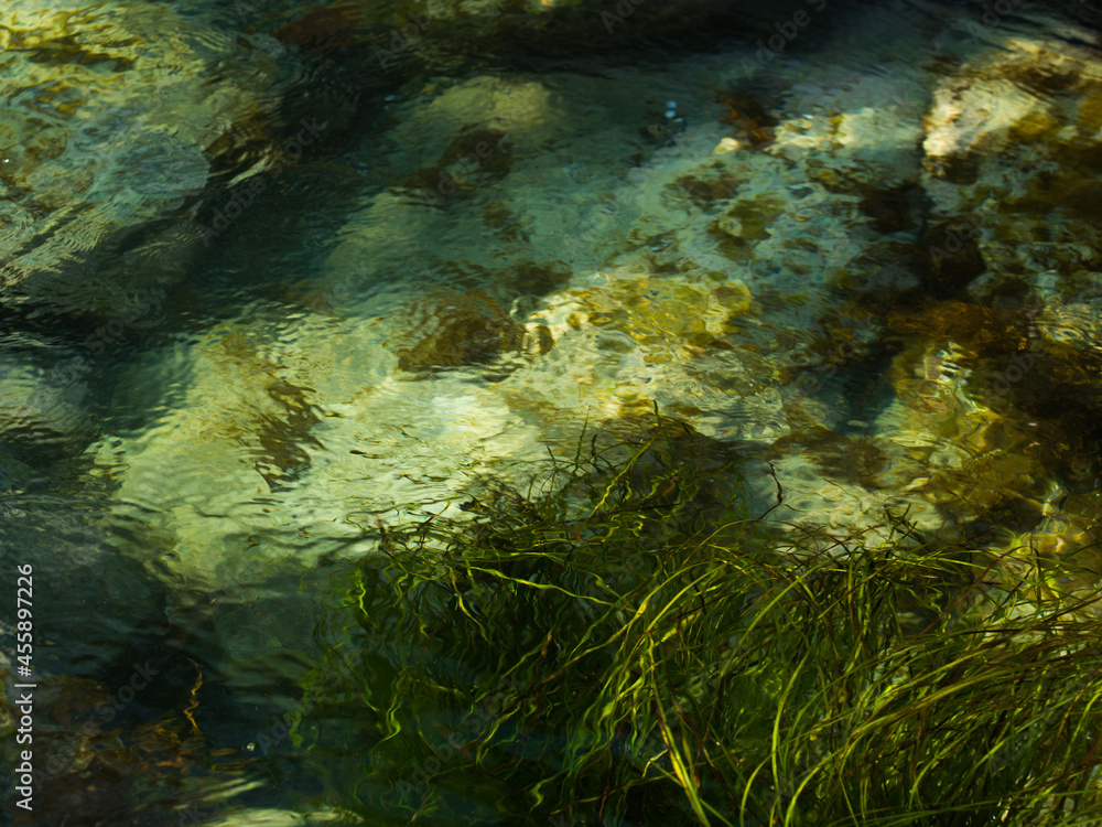 Seabed with underwater flora.