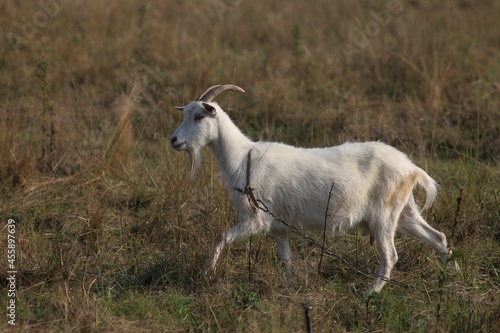 White goats graze in the field