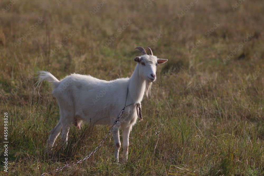 White goats graze in the field White goats graze in the field