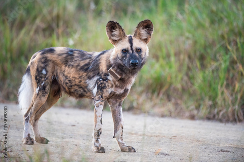 Endangered Radio-Collared Wild Dog photo