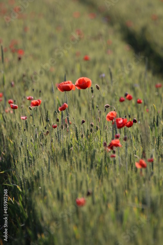 poppies in the field