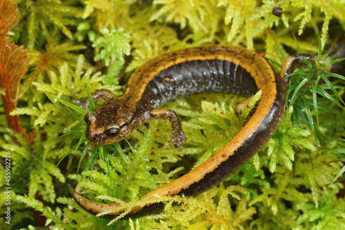 Closeup on Western redback salamander,  Plethodon vehiculum photo