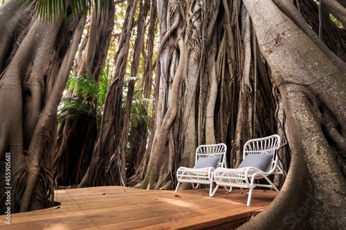 Comfortable outdoor twin chairs under the beautiful roots system of a Banyan Tree