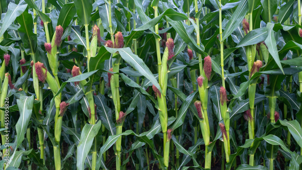 closeup of cornfield with cobs almost ready for harvest