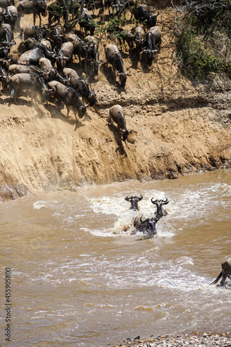 A powerful landscape where wildebeest jumps into the river, Wildebeest migration (Kenya, Masai Mara National Reserve)