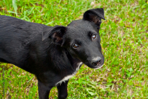 Homeless dog on a background of green grass. Black abandoned dog close up. © Ivan