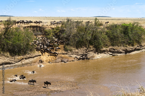 Tableau sur toile Magnificent landscape of the savanna where wildebeest crosses the river (Masai M
