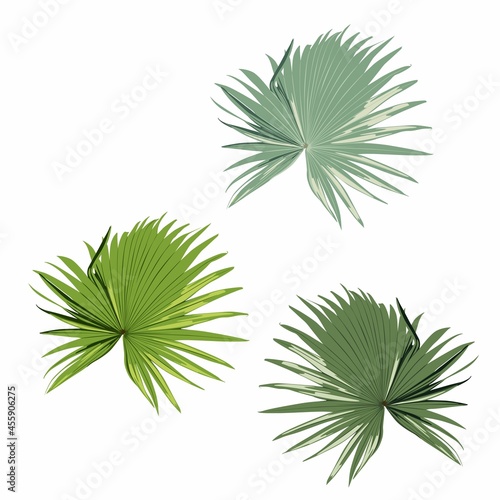 Realistic illustration of tropical fan palm leave isolated on white background.  Botanical elements for cosmetics  spa  beauty care products.