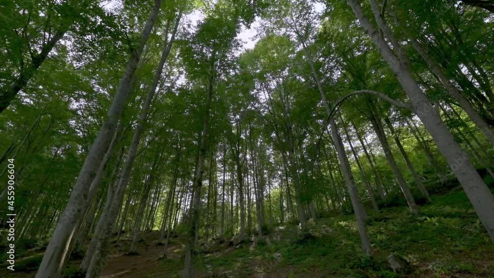 Foresta in 4k Foresta in 4k