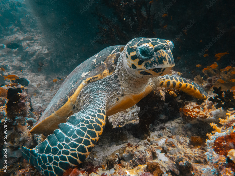 Fototapeta premium OLYMPUS DIGITAL CAMERA