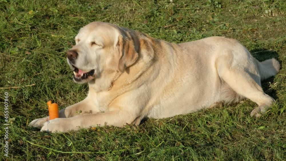 A fawn labrador retriever holds a carrot with its paws and eats it