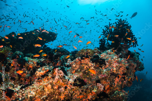 Colorful underwater scene, beautiful coral reef scene with tiny tropical fish swimming among the underwater marine environment