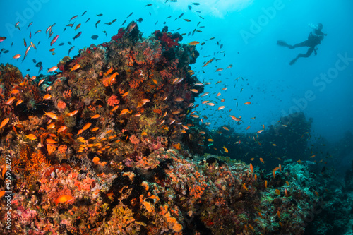 Scuba diving, underwater photography. Colorful underwater coral reef scene, divers swimming among colorful hard corals surrounded by tropical fish  © Aaron