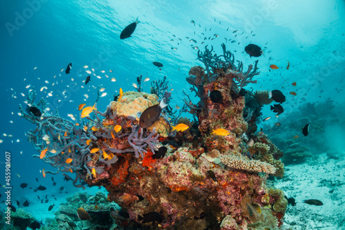 Colorful underwater scene, beautiful coral reef scene with tiny tropical fish swimming among the underwater marine environment